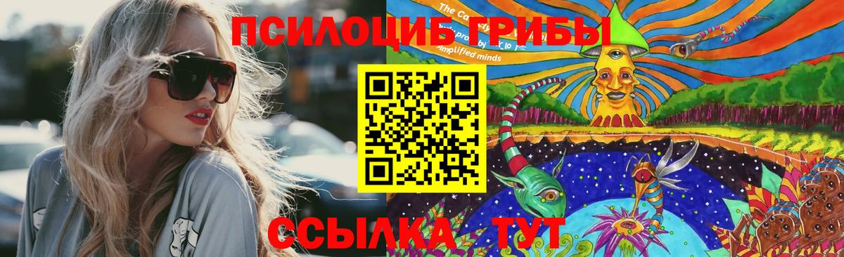 Галлюциногенные грибы Psilocybe Мурманск